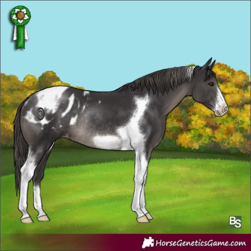 Horse Color:Smoky Black Tobiano Frame Appaloosa Rabicano