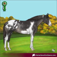 Horse Color:Smoky Black Tobiano Frame Blanket Rabicano 