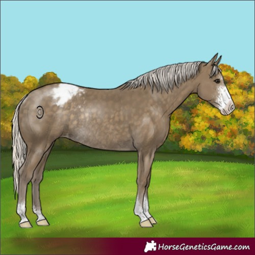Horse Color:Silver Smoky Black Sabino Appaloosa Rabicano