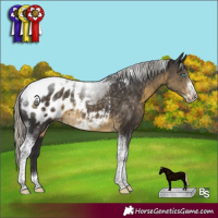 Horse Color:Silver Smoky Black Tobiano Frame Blanket Rabicano