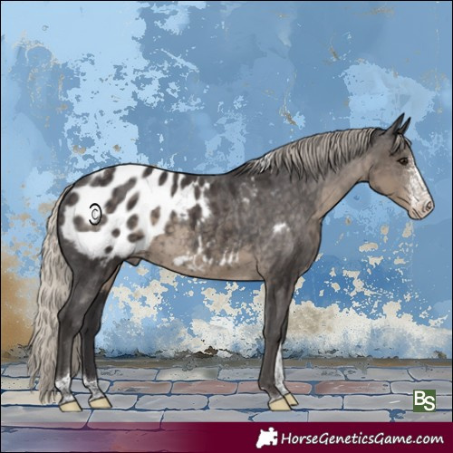 Horse Color:Silver Smoky Black Sabino Tobiano Appaloosa Rabicano 