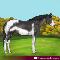 Horse Color:Smoky Black Sabino Tobiano Frame 
