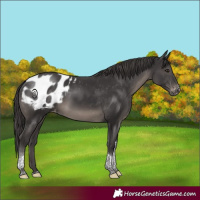 Horse Color:Smoky Black Tobiano Appaloosa 