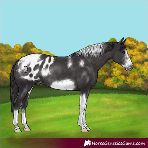 Horse Color:Smoky Black Sabino Tobiano Frame Appaloosa Rabicano