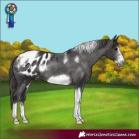 Horse Color:Smoky Black Sabino Tobiano Frame Blanket Rabicano 