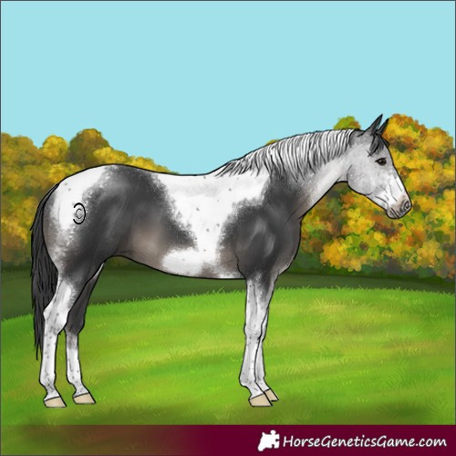 Horse Color:Black Sabino Tobiano Frame