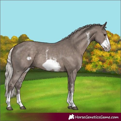 Horse Color:Silver Black Sabino Frame Rabicano