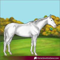 Horse Color:Cremello Dun Varnish