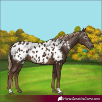 Horse Color:Gray Chocolate Palomino Near Leopard