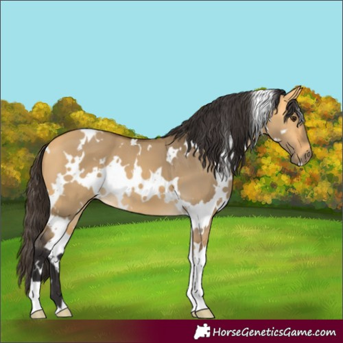 Horse Color:White Spotted Buckskin Dun 