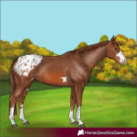 Horse Color:Chestnut Appaloosa 