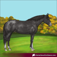 Horse Color:Smoky Black Sabino Tobiano Varnish