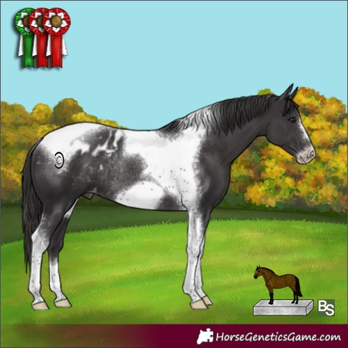 Horse Color:Smoky Black Tobiano Frame Appaloosa Rabicano