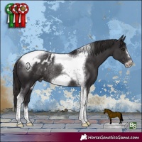 Horse Color:Smoky Black Tobiano Frame Appaloosa Rabicano