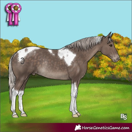 Horse Color:Silver Black Tobiano Appaloosa Rabicano