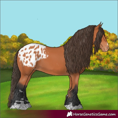 Horse Color:Bay Appaloosa 