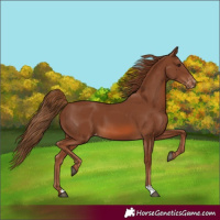 Horse Color:Chestnut Appaloosa 