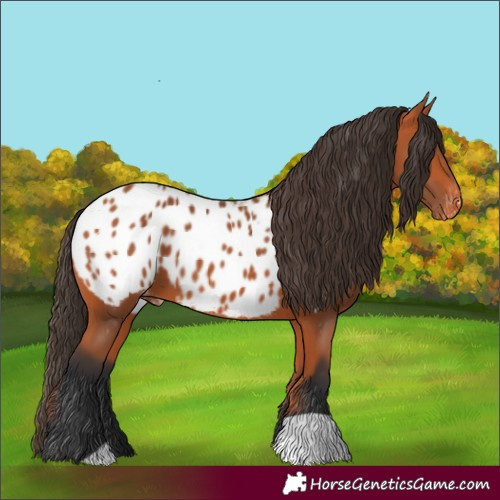 Horse Color:Bay Appaloosa 