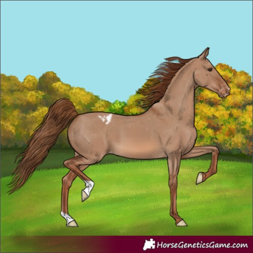 Horse Color:Red Dun Appaloosa