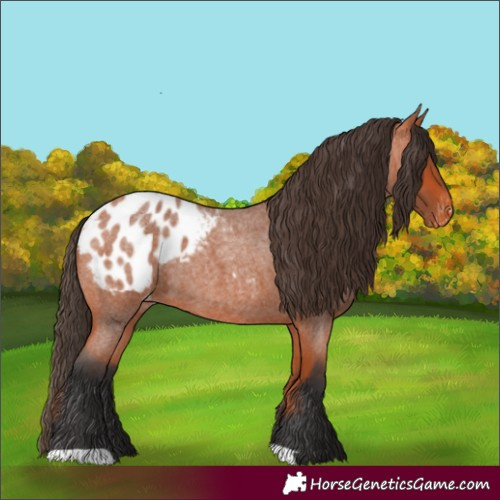 Horse Color:Bay Roan Appaloosa 
