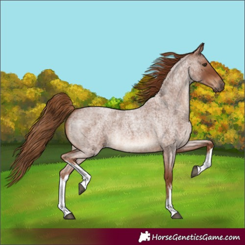 Horse Color:White Spotted Red Roan