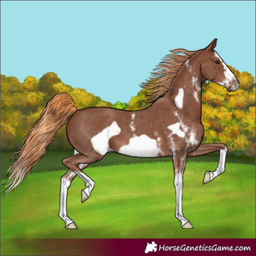 Horse Color:Chestnut Sabino Splash Frame