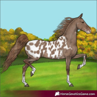 Horse Color:Liver Red Dun Sabino Blanket