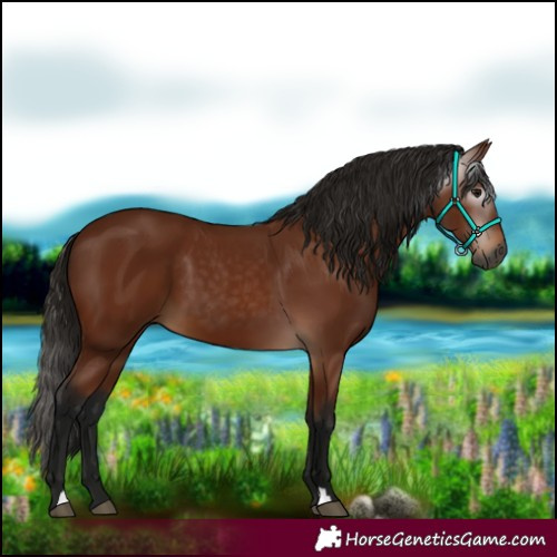 Horse Color:Gray Bay 
