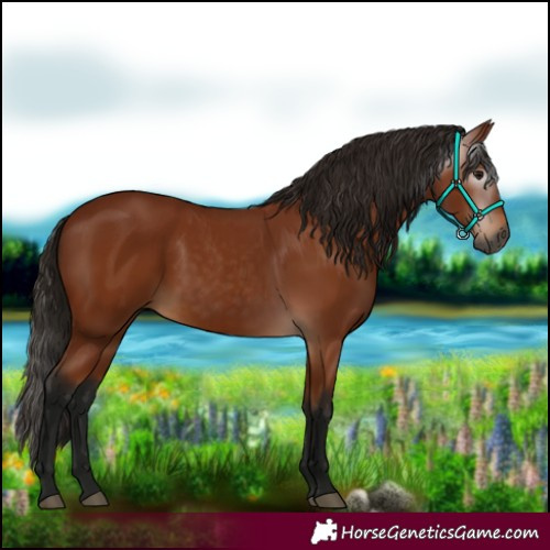 Horse Color:Gray Bay
