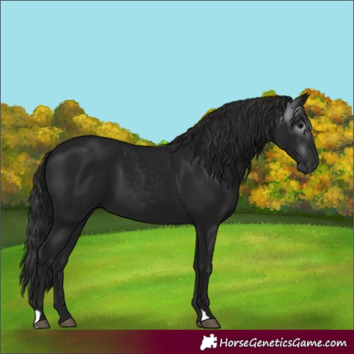 Horse Color:Gray Black