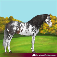 Horse Color:White Spotted Brown Splash Tobiano Skewed LP Spotted