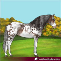 Horse Color:White Spotted Brown Tobiano Frame Skewed Appaloosa