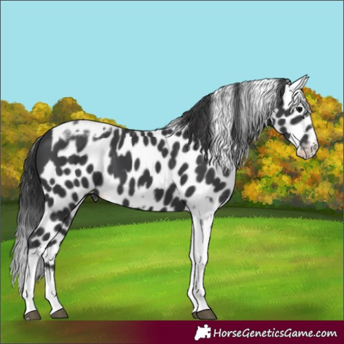 Horse Color:Black Tobiano Frame Skewed Appaloosa 