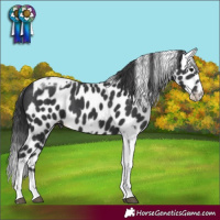 Horse Color:Black Tobiano Frame Skewed Appaloosa