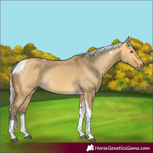 Horse Color:Silver Buckskin Dun Tobiano 