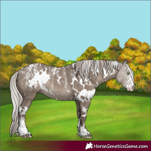 Horse Color:Powder White White Spotted Silver Grullo Rabicano 