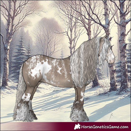 Horse Color:Powder White White Spotted Silver Grullo Rabicano