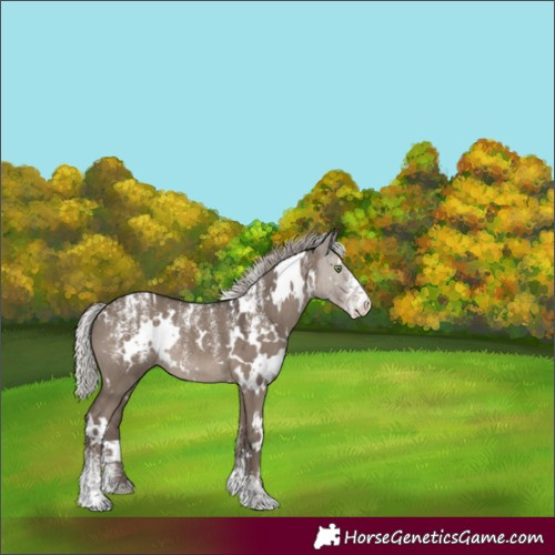 Horse Color:Powder White White Spotted Silver Grullo Rabicano 