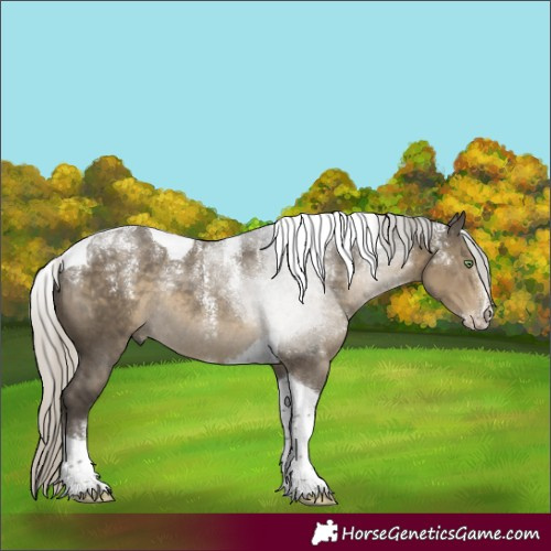 Horse Color:Powder White Silver Smoky Grullo Tobiano Rabicano 