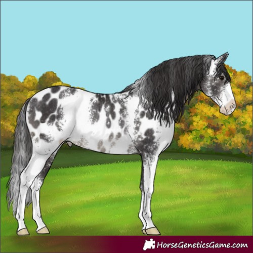 Horse Color:Smoky Black Sabino Appaloosa Rabicano