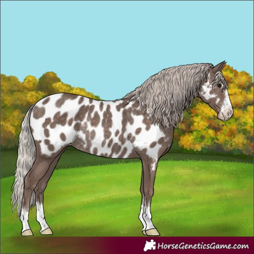 Horse Color:Silver Black Appaloosa Rabicano 