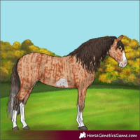 Horse Color:Bay Splash Frame  and Amber Champagne Splash Frame 