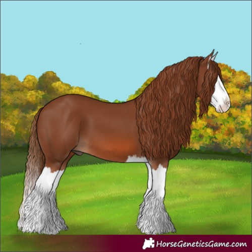 Horse Color:Chestnut Splash 