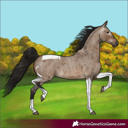 Horse Color:Gray Bay Roan Dun Tobiano 