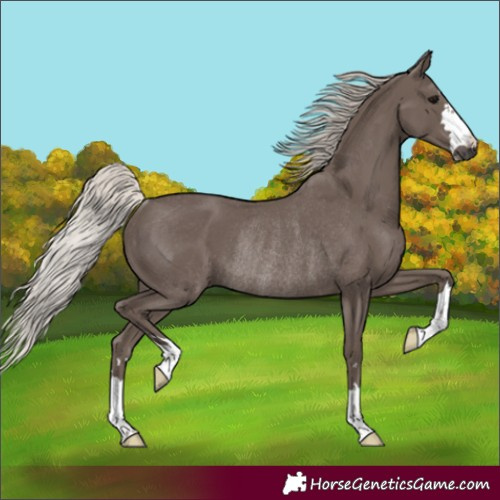 Horse Color:Unknown 
