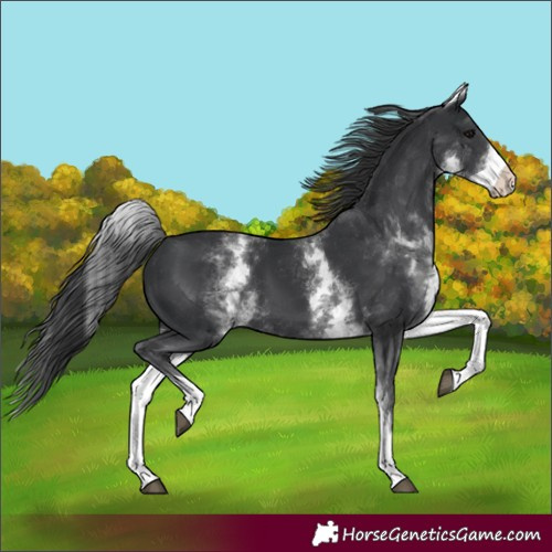 Horse Color:White Spotted Black 