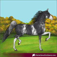Horse Color:White Spotted Black