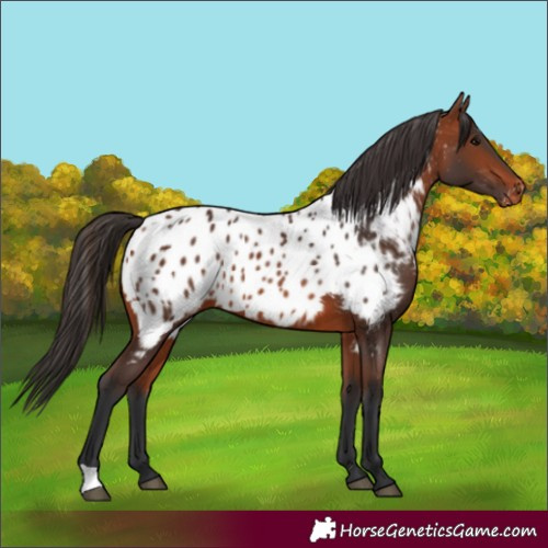 Horse Color:Bay Appaloosa