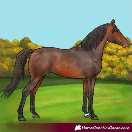 Horse Color:Bay Varnish