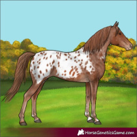 Horse Color:Chestnut Appaloosa 